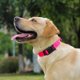 thumbnail image 5 of Collar impermeable para perros, de goma, con cierre rápido, 5 of 6