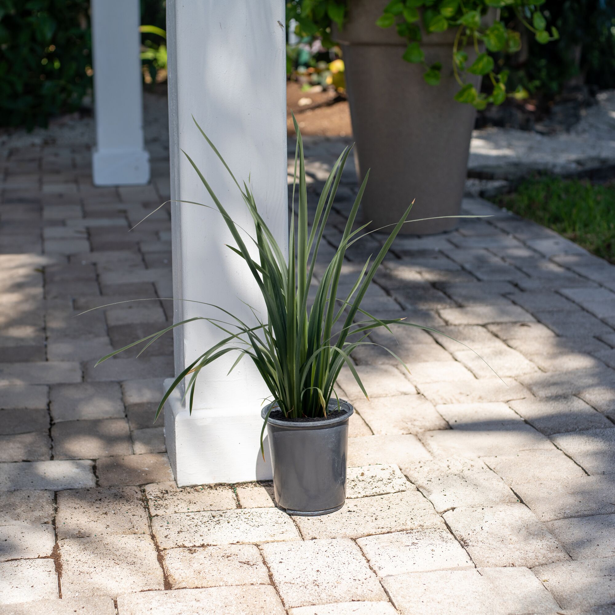 Island Blooms by Costa Farms 16" Tall Dietes Iris, Direct Sunlight, Live Flowering Outdoor Plant