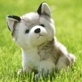 thumbnail image 2 of Source  Goods Children‘s Gift Husky Doll Plush Doll Doll Simulation Doll Plush Toy DMH, 2 of 4