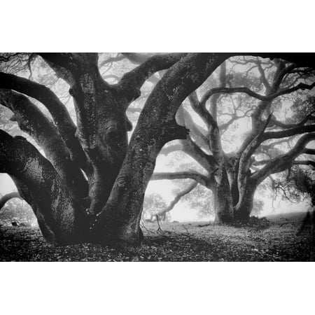 Dual Winter Oaks in Black and White, Mist Fog and Trees, Petaluma, Bay Area Print Wall Art By Vincent (Best Trees For Bay Area)