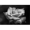 thumbnail image 2 of Art.com Close-Up of a Rose, Los Angeles County, California, USA Stretched Canvas Print Wall Art, 18" x 12", 2 of 4