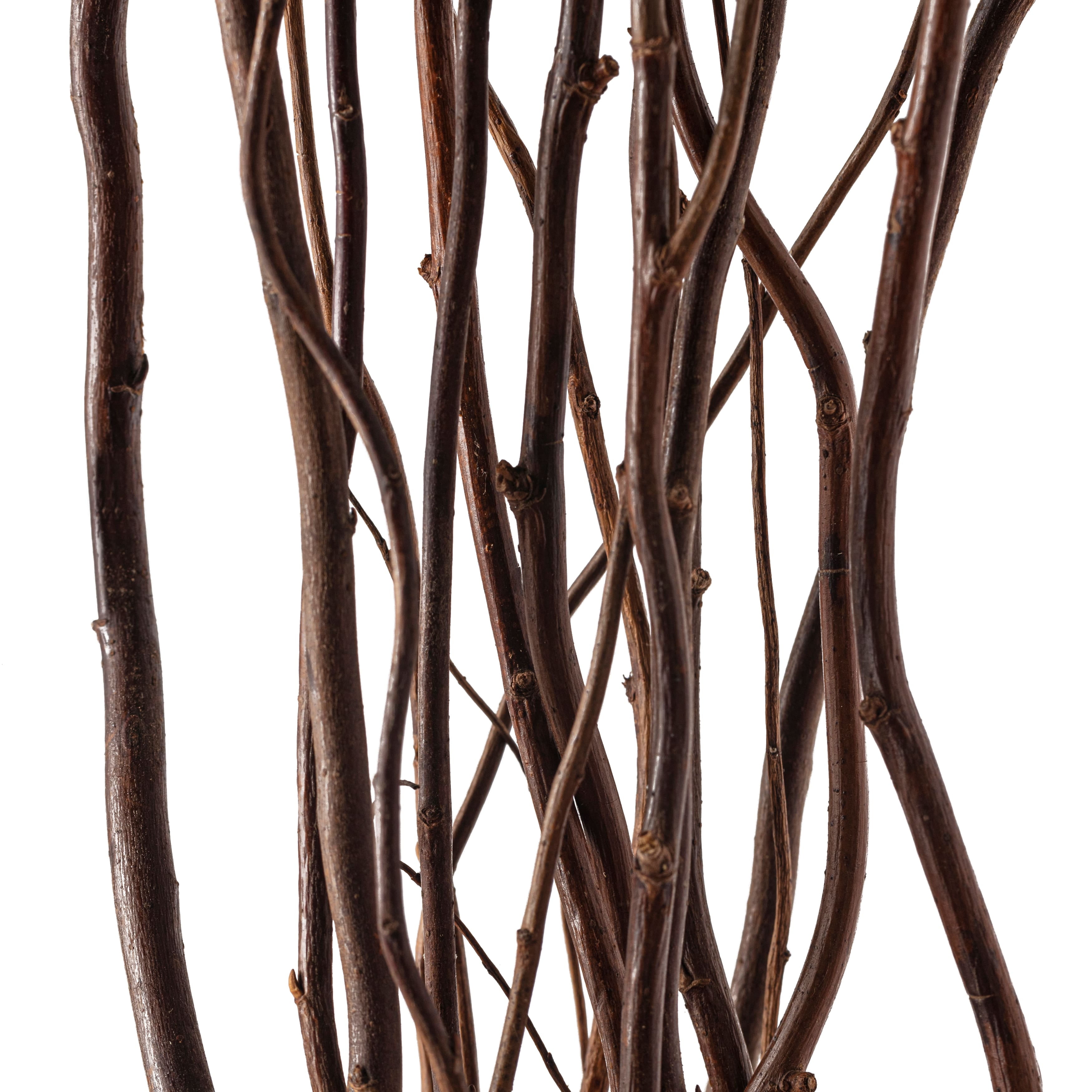 Natural Curly Willow by Ashland®