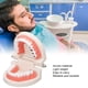 thumbnail image 4 of Modelo De Dientes De Enfermedades, Enseñanza De Educación Educación De Apoyo Ligero Modelo De Dientes Estructura Clara Para Estudiantes Para Hospital, 4 of 7
