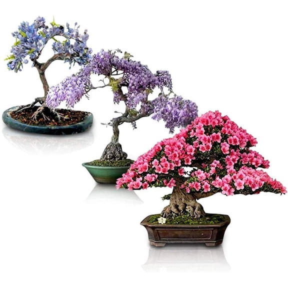 Flowering Bonsai Tree Seeds Bundle - 3 Types, All Flowering Tree Seeds, Vibrant Colors - Chinese Wisteria, Judas Tree, Blue Jacaranda