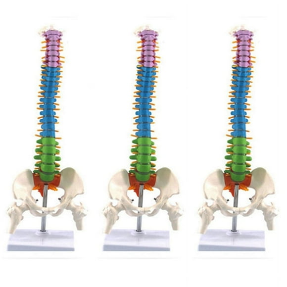 3pcs 45cm with Pelvic Human Anatomical Anatomy Spine Spinal Column Model Teaching Resources for Students