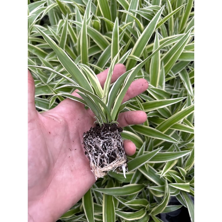cosmos seed planting Easy to Grow Cosmos White Seed main image 1