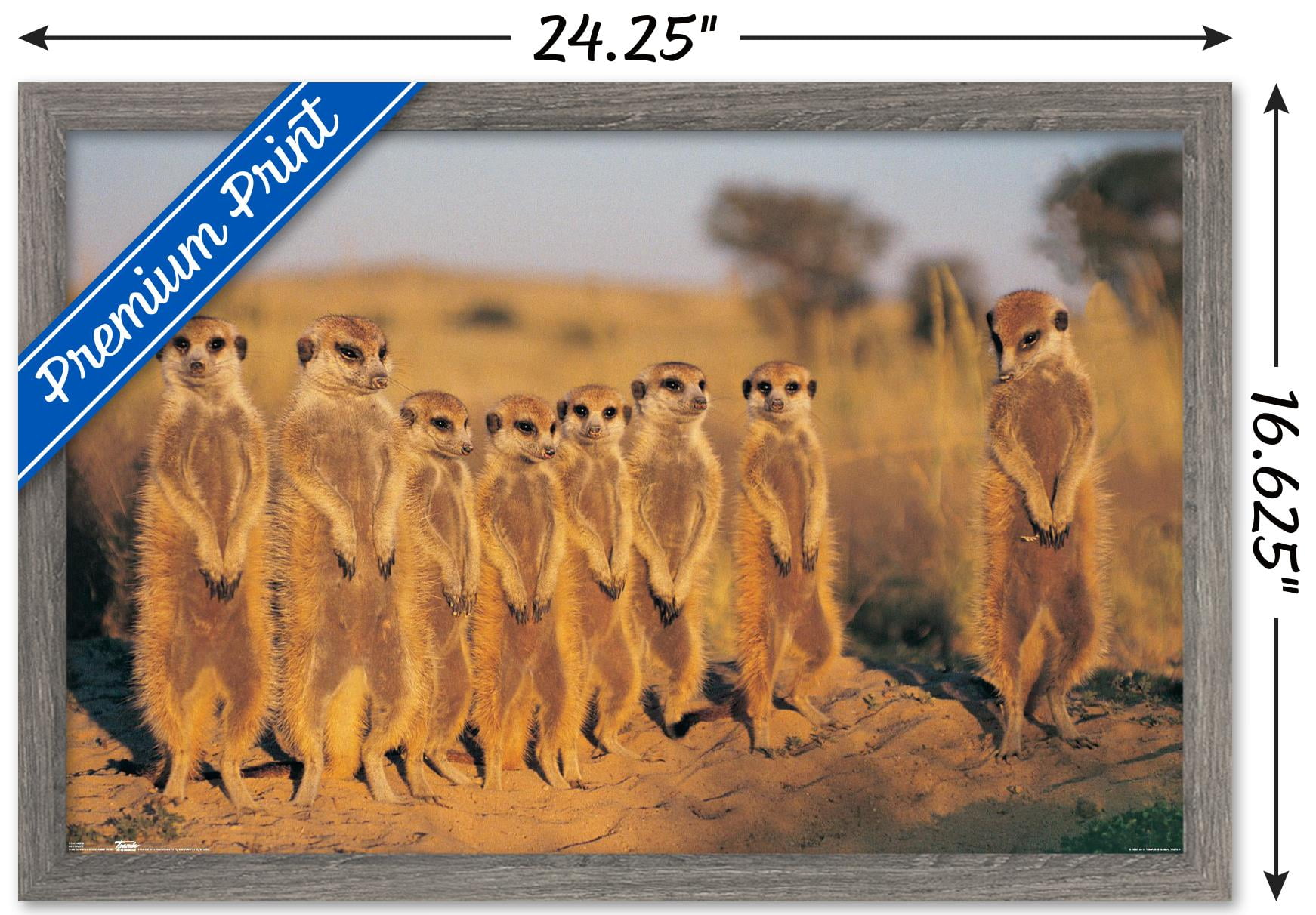 Meerkat Wall Poster, 14.725" x 22.375", Framed