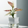 thumbnail image 4 of Automatic Self Watering Succulent Plant Flower Pot PP Planter Home Garden Decor, 4 of 9