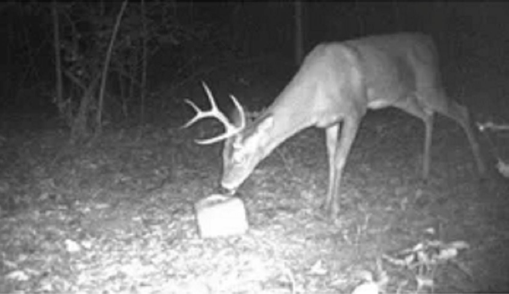 Manna Pro Extreme Acorn Deer Block 20lb
