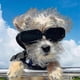 thumbnail image 2 of Goggles For Dogs Windproof And Uv Protective Shade Small Pet Dog Sunglasses For Dogs Play Cool Cat Glasses G, 2 of 4