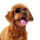 thumbnail image 5 of Gafas de sol plegables ajustables portátiles con protección UV para perros, cachorros y mascotas, gafas de sol (rojo), 5 of 8