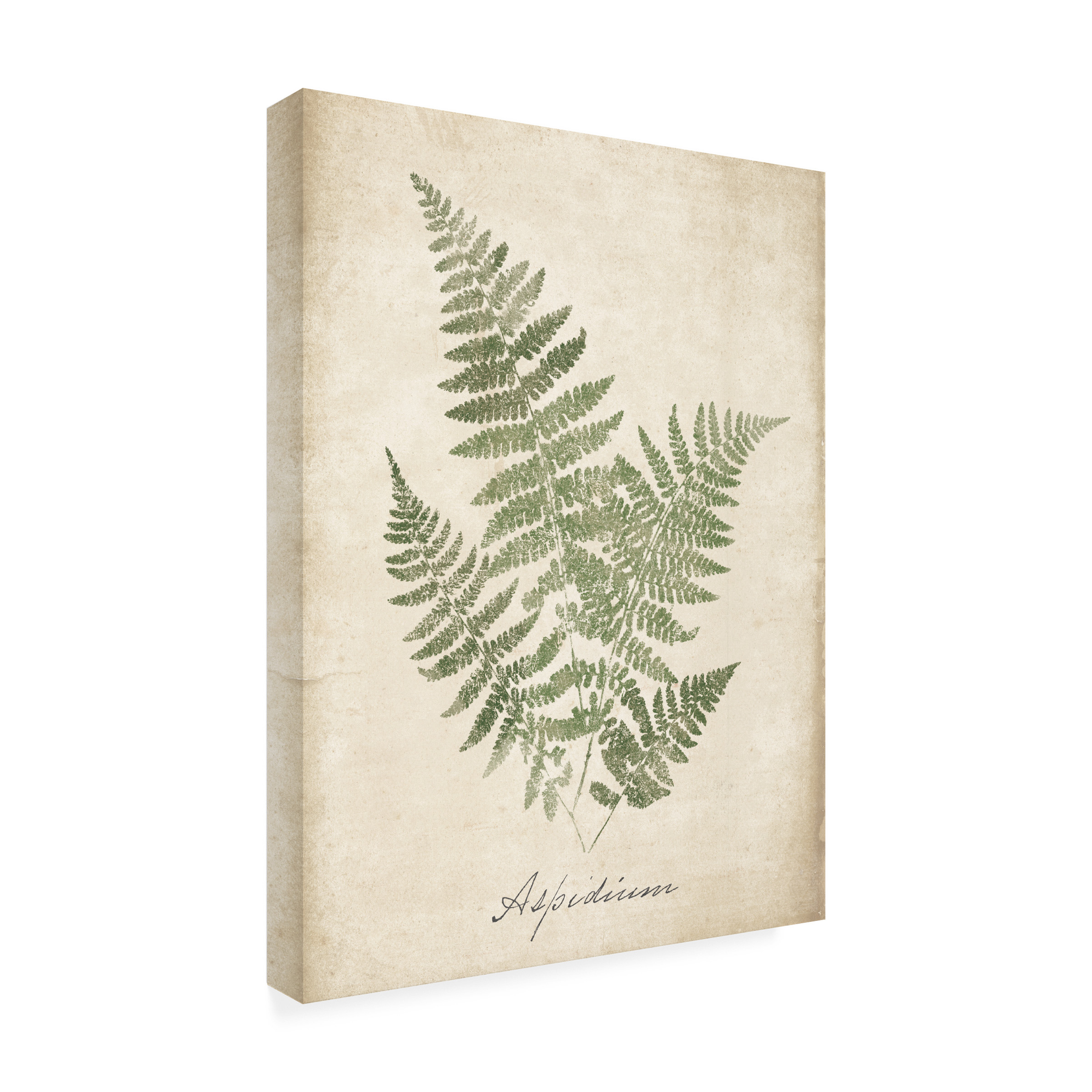 Wild Apple Portfolio 'Vintage Ferns IX No Border' Canvas Art