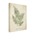 thumbnail image 4 of Wild Apple Portfolio 'Vintage Ferns IX No Border' Canvas Art, 4 of 4