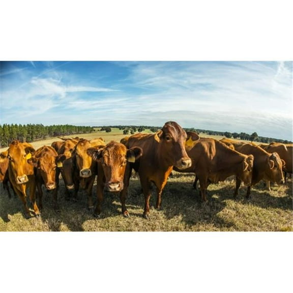 Beefmaster Herd of Cows - Reddick Florida United States of America Poster Print by Mark Emery - 20 x 11