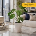 thumbnail image 3 of Costa Farms 12" Monstera Deliciosa White Monster Live House Plant in 5" Self-Watering Pot, 3 of 10
