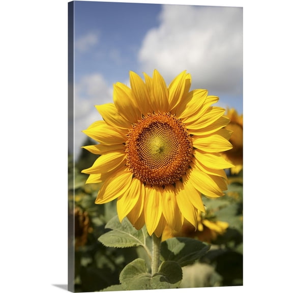 Great BIG Canvas | "A sunflower in a sunflower field in Loire Valley. France" Canvas Wall Art - 24x36