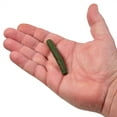 thumbnail image 5 of Berkley PowerBait Maxscent Lil' General Fishing Soft Bait 2.75in Watermelon Candy, 5 of 8