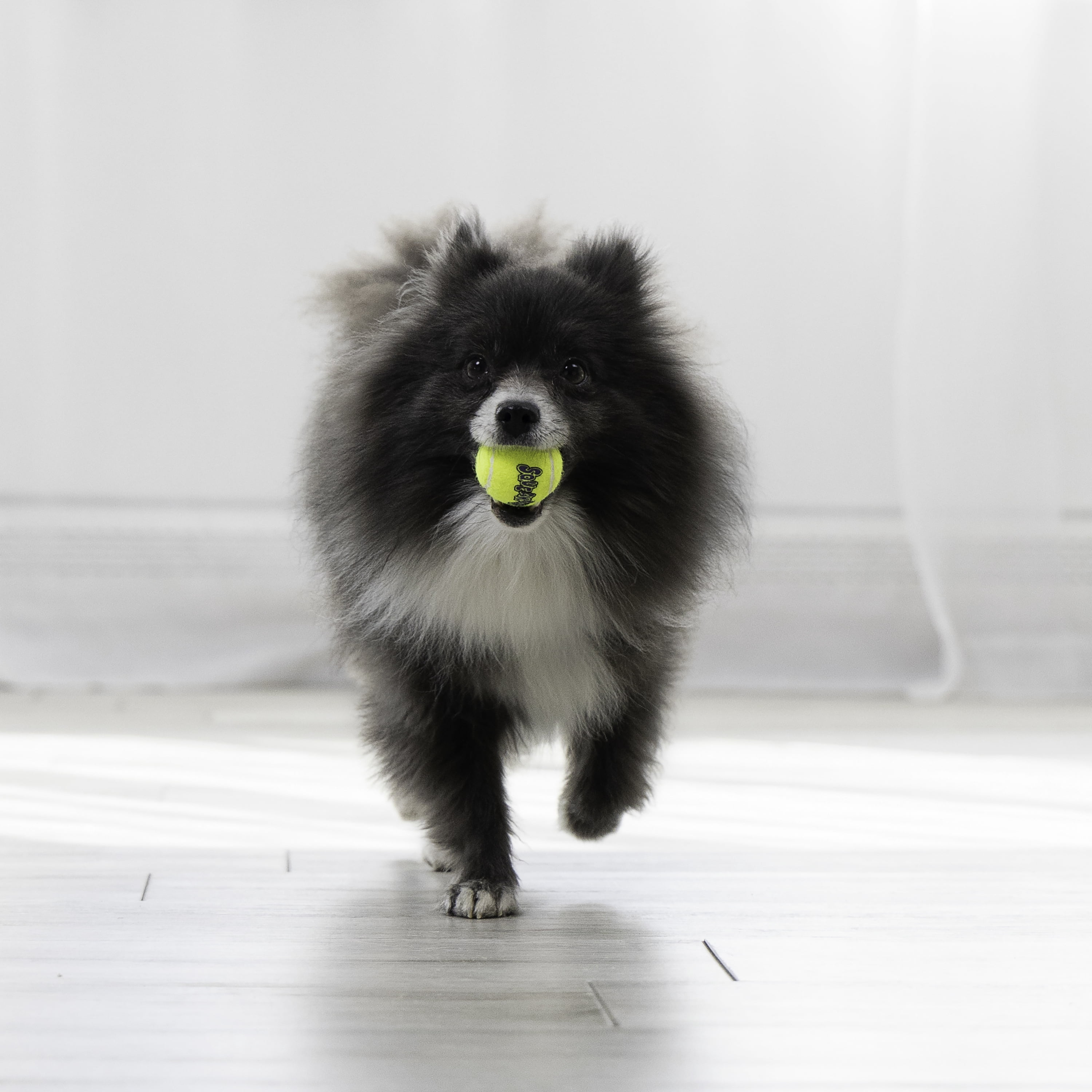 KONG® SqueakAir Tennis Balls Fetch Dog Toy with Squeaker, Extra Small, 3 Count