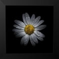 thumbnail image 2 of Carson, Brian 12x12 Black Modern Framed Museum Art Print Titled - White Daisy III, 2 of 5