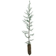 Italian Cypress | Medium Tree Seedling | YeSayH