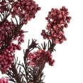 thumbnail image 3 of Vickerman 16" Wild Berry Rice Flower . Comes in a 4.25 oz Bundle. Preserved, 3 of 4