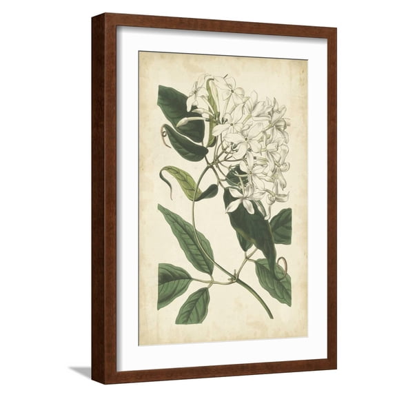 Art.com Botanical Display II Art Print by Vision Studio, Brown Frame Wall Art, 17" x 23"