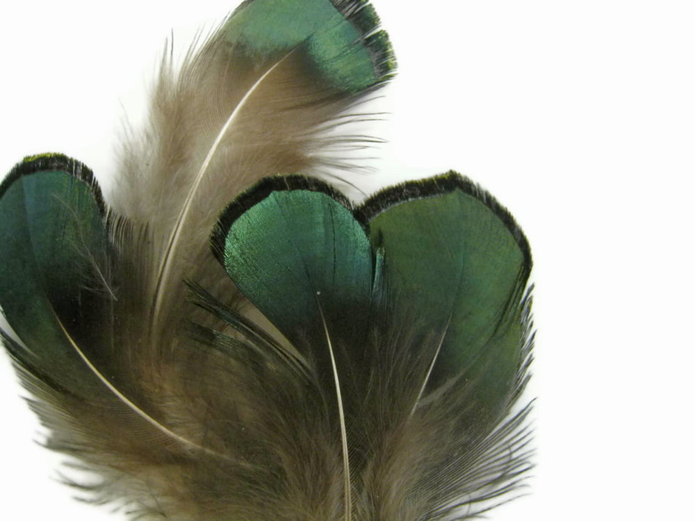 Green Bronze Lady Amherst Pheasant Plumage Wholesale Feathers Bulk 1/4 Lb