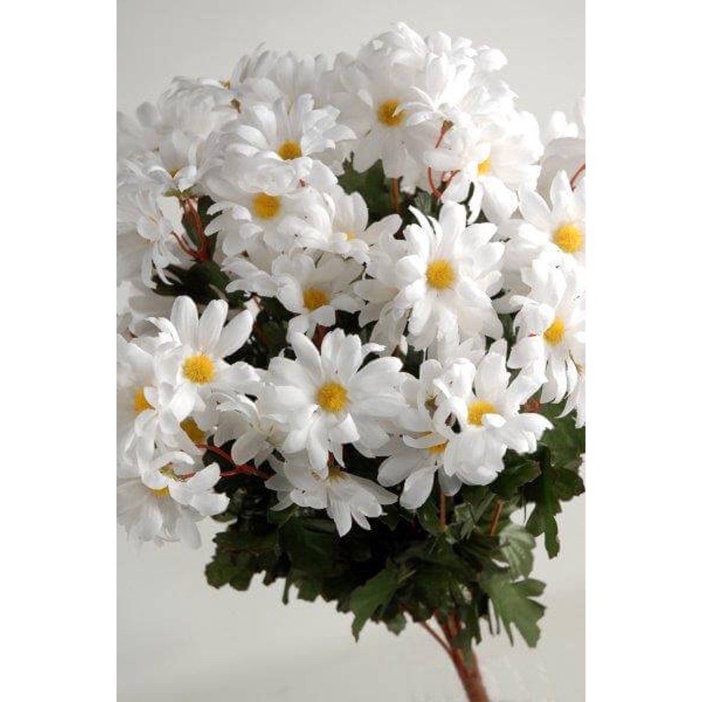 Silk Daisies White (72 flowers)