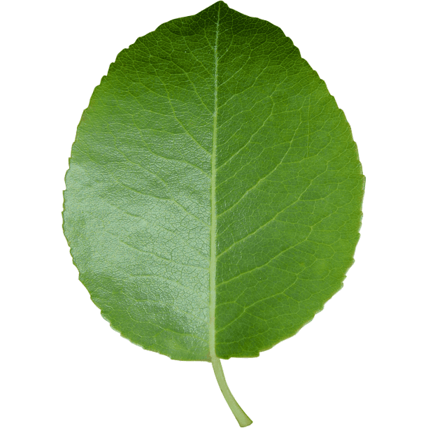 Leaf Green Leaf Transparent Background Cut Sheet 12 Inch By 18 Inch Laminated Poster With Bright Colors And Vivid Imagery Fits Perfectly In Many Attractive Frames Walmart Com Walmart Com