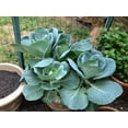 thumbnail image 2 of TomorrowSeeds - Georgia Southern Collard Greens Seeds - 2000+ Count - For 2026 Planting USA Garden, 2 of 11