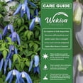 thumbnail image 4 of Clematis Alpina Blue Dancer - Live Starter Plant in a 2 Inch Growers Pot - Starter Plants Ready for The Garden - Rare Clematis for Collectors, 4 of 7
