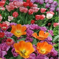 Shade Friendly Tulip Tarda Flowers, 12 Bulbs - Attracts Bees & Butterflies - Spring Blooming, Easy to Grow & Maintain