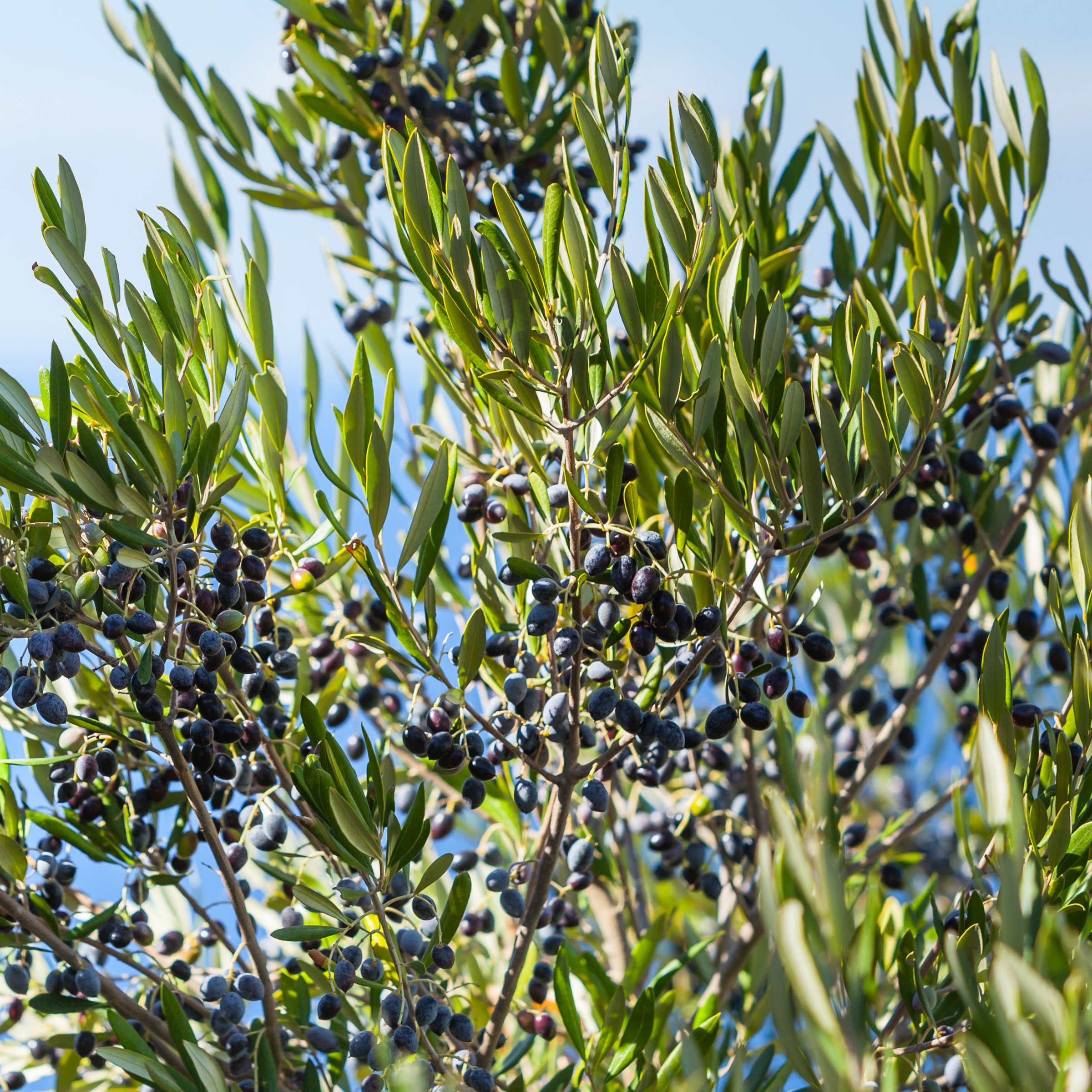 National Plant Network 1 gal. Bucida Buceras Black Olive Tree