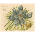 thumbnail image 3 of Vision Studio 24x20 Black Modern Framed Museum Art Print Titled - Blue Lotus Flower II, 3 of 5