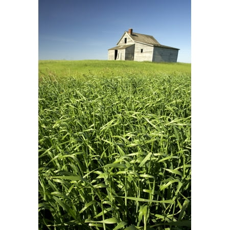 - Crops And Abandoned Farmhouse Near Leader Saskatchewan Stretched Canvas - Gemstone Images Design Pics (11 x 17)