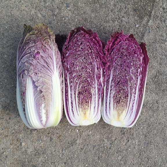 Chinese Cabbage Seeds - RCC3 Red - Hybrid - 50 Seed Packet ~50 Seeds - Non-GMO, F1 Hybrid - Asian Garden Vegetable