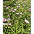 thumbnail image 4 of Set 2 Samba Peppermint Portulaca Plants Live for Planting, Moss Rose Succulent Plants for Outdoor Garden 4 to 6 Inch Tall, 4 of 6
