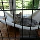 thumbnail image 3 of Hamaca colgante para gatos, hamaca para mascotas para jaula, cama ajustable para gatos, dos lados, cómoda/impermeable, almohadilla para dormir para gatos, perros pequeños, conejos u otros animales, 3 of 8