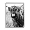 thumbnail image 2 of Stupell Industries Closeup Longhorn Cattle Grazing Monochrome Photography Framed Wall Art, 16 x 20, Design by Amy Brinkman, 2 of 5
