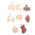 thumbnail image 3 of Shisuyan 1 Set of Professional Human Internal Organs Models School Teaching Aids, 3 of 8