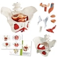 thumbnail image 1 of Modelo de pelvis femenina Benilev con músculos del suelo pélvico 1:1, 1 of 7