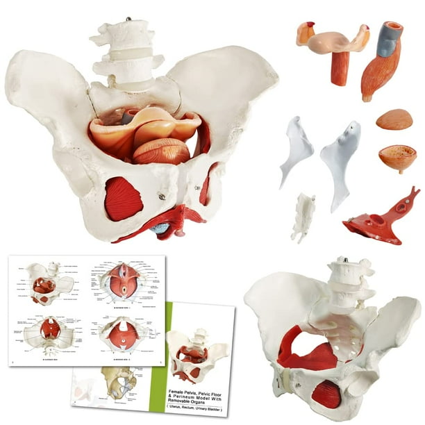 Modelo de pelvis femenina Benilev con músculos del suelo pélvico 1:1