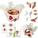thumbnail image 1 of Modelo de pelvis femenina Benilev con músculos del suelo pélvico 1:1, 1 of 7