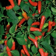 Clovers Garden Super Chili Hot Pepper Live Plants in 4" Pots (2 Count), NON-GMO
