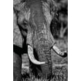 thumbnail image 2 of Niassa Lion Project 18x24 White Modern Wood Framed Museum Art Print Titled - Tusks, 2 of 4