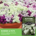 thumbnail image 6 of 2 Packs Carpet of Snow Alyssum Seed - Non-GMO Heirloom Full Sun Annual Flower, 6 of 8