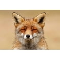 thumbnail image 2 of Raimond, Roeselien 32x23 White Modern Wood Framed Museum Art Print Titled - Zen Fox Red Portrait, 2 of 4