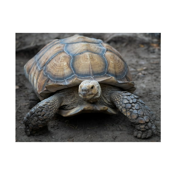 Robert Michaud 'Aldabra Tortoise' Canvas Art