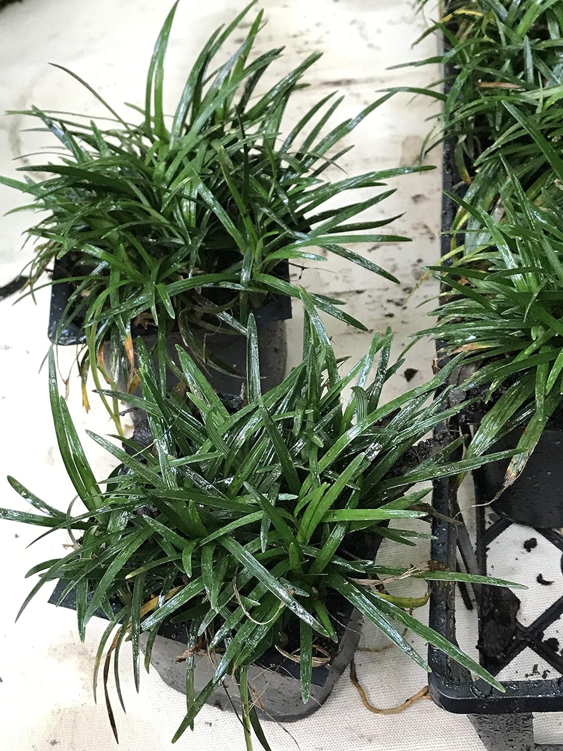 Dwarf Mondo Grass Live Plants 3.5 in Pots 18 Count