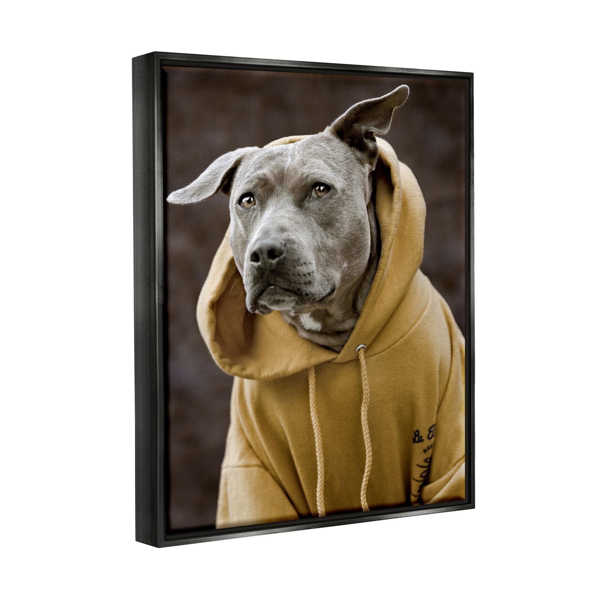Stupell Industries Smiling Labrador Dog Wearing Hooded Yellow Sweatshirt Photograph Metallic Gold Floating Framed Canvas Print Wall Art, Design by Michael Brian